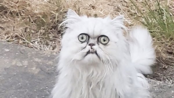 Упоротый белый кот