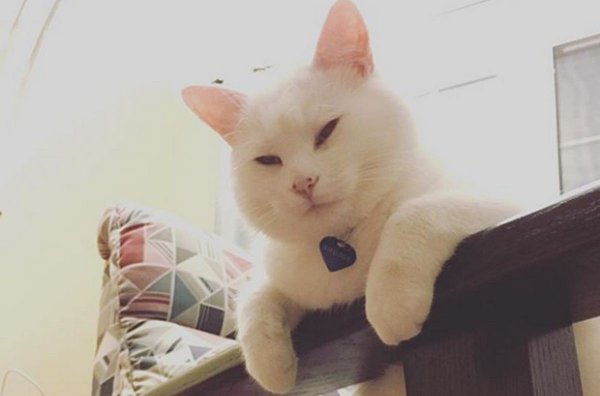 Мемный белый кот