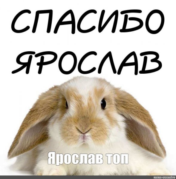 Мемы про Ярославу