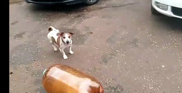 Джек Рассел и кега