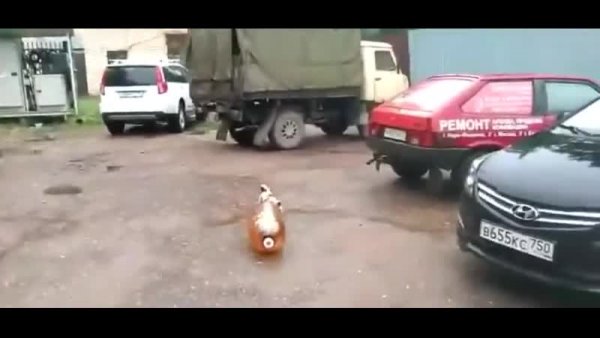 Собака которая взорвала бутылку
