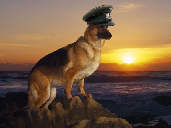 Макс иди на собака