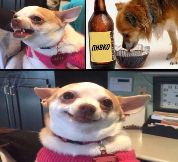Чихуахуа мемы