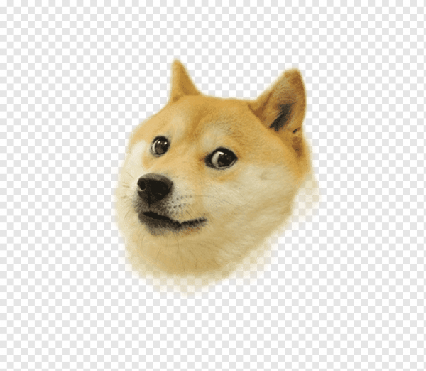 Умная собака Мем