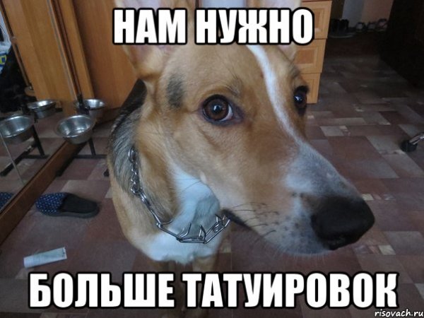 Лицо доги
