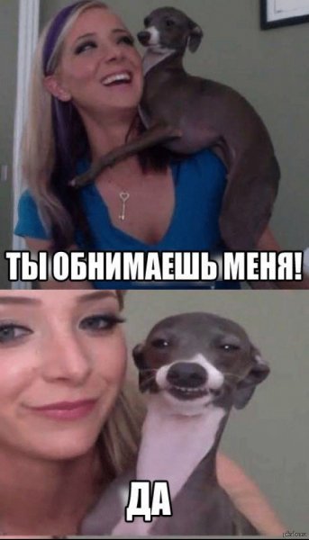 Джек Рассел и кега