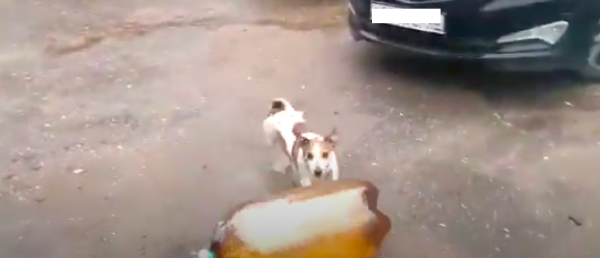 Собака и кега