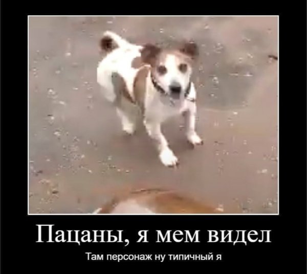 Собака и кега
