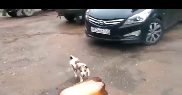 Взрыв пивной кеги с собакой