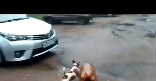 Взорвалась пивная кега с собакой