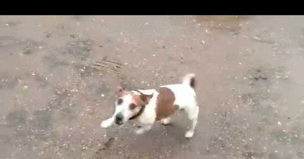 Собака взорвалась с кегой