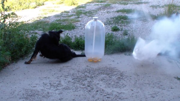 Собака которая взорвала бутылку