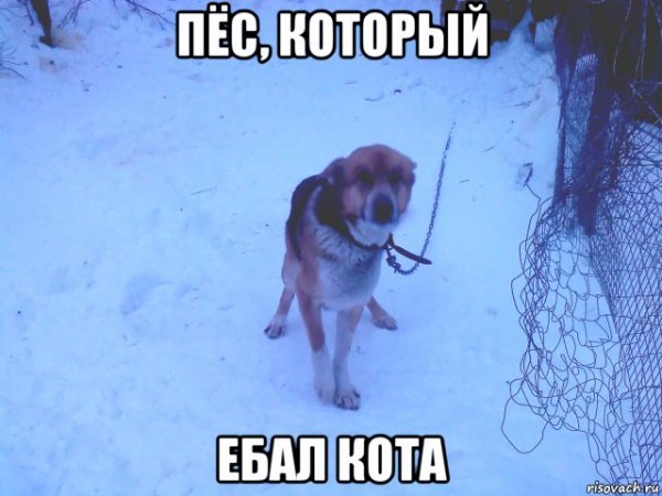 Пес Мем