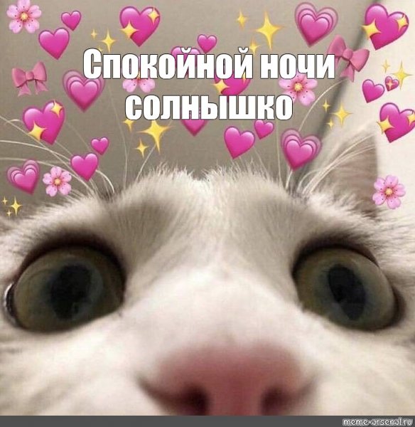 Пикчи с котиками