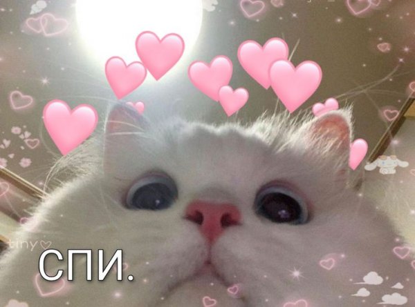 Котики с сердечками над головой