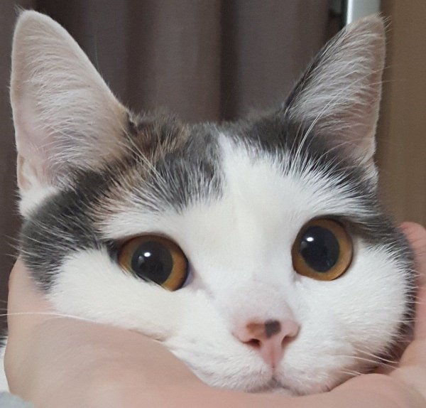Милые котики мемы
