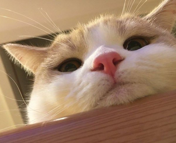 Пикча с котом