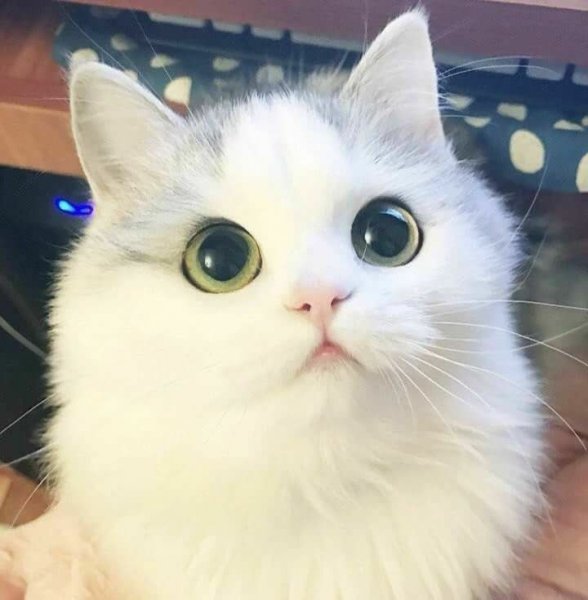 Котик с большими глазами