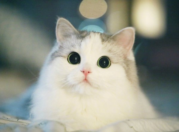 Няшные котики