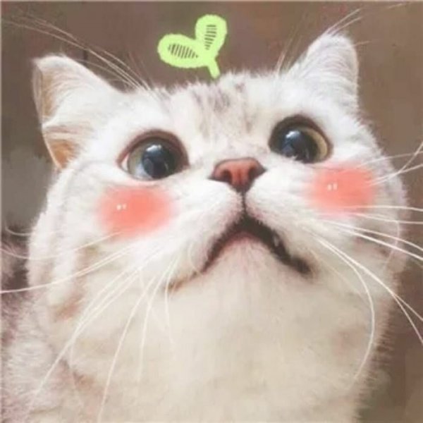 Котик с румянцем