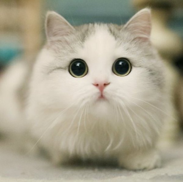Милый кот с мема