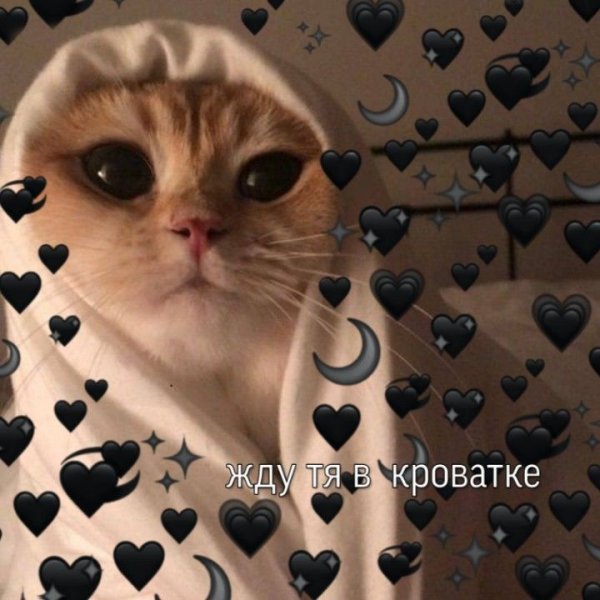 Милые котики мемы