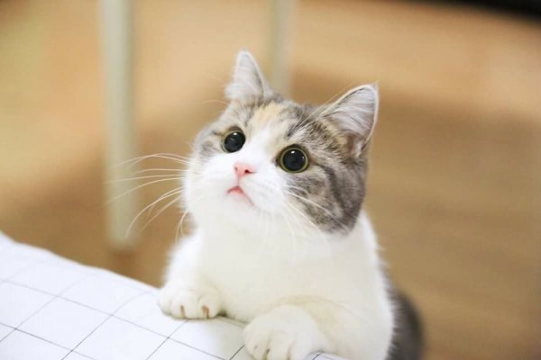 Милый котик улыбается