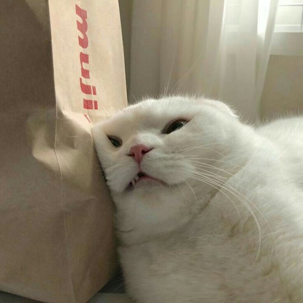 Смешные пикчи котов