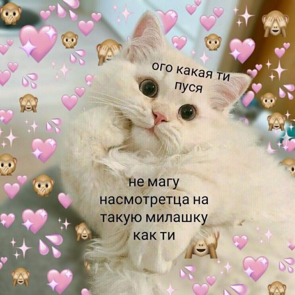 Милые котики с надписями