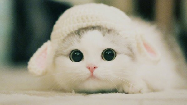 Милый котик Мем