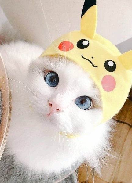 Милый котик Пикачу