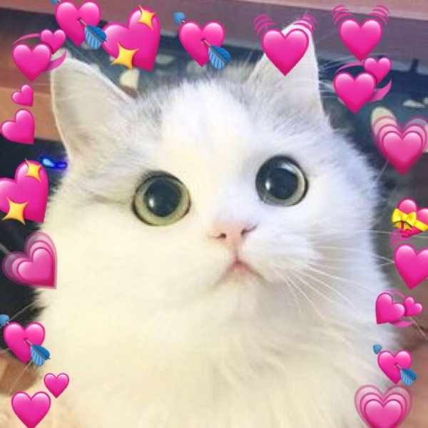Милые котята мемы