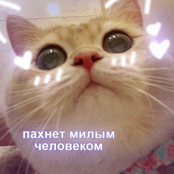 Милый котик Мем