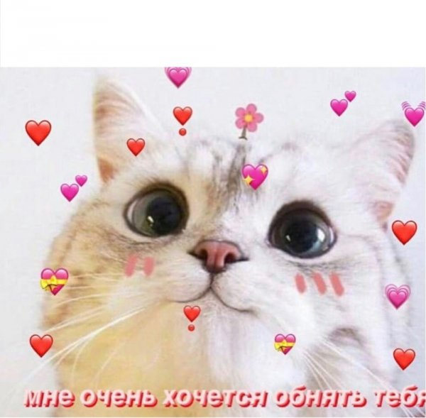 Милые котики с сердечками мемы