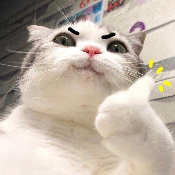 Кот умиляется