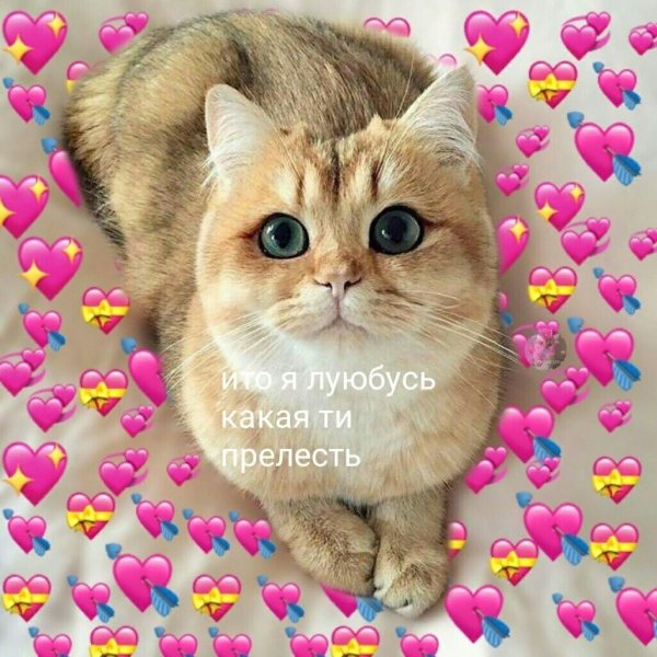 Милые котики с сердечк