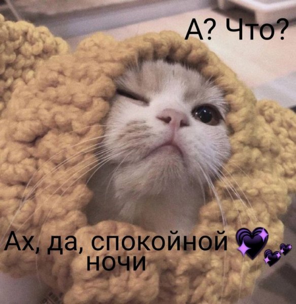 Доброе утро пикчи с котиками