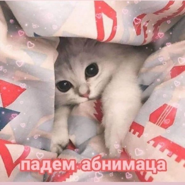 Милые котики с сердечками и надписями