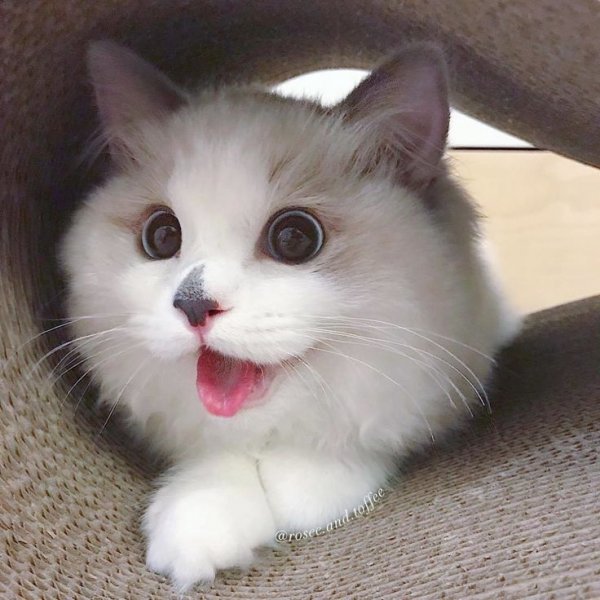 Милый котик