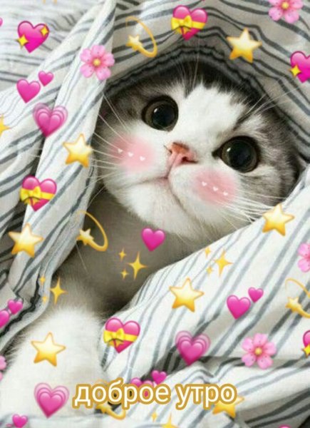Кот под одеялом