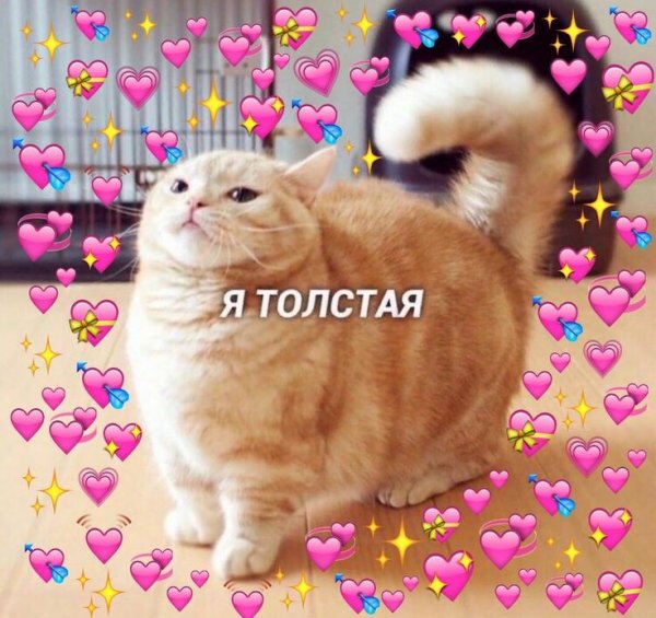 Пикчи с котиками