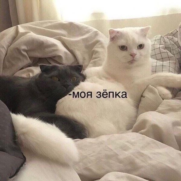 Тьмок котики