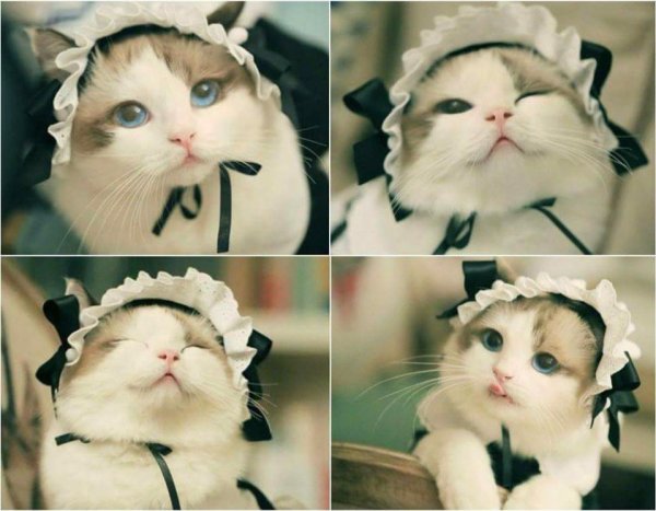 Мемы с милыми котами