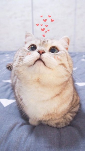 Котики с сердечками