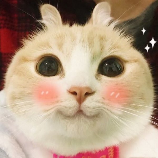 Пикча с котиком