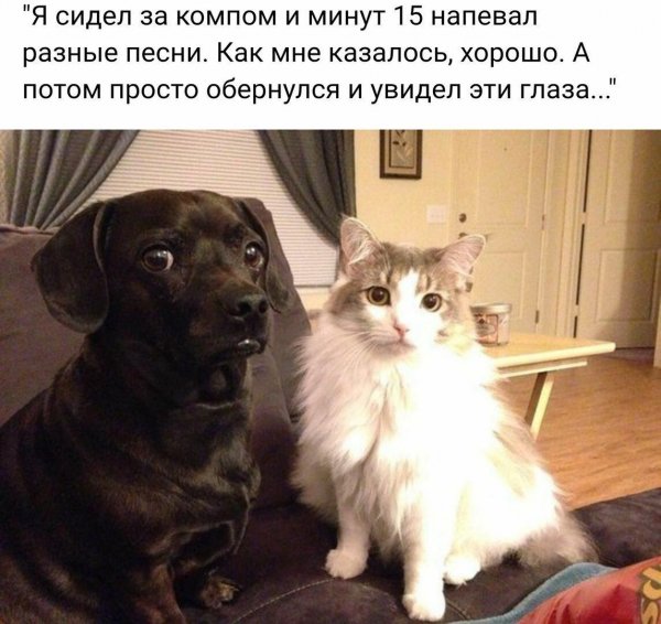 Мемы про домашних животных
