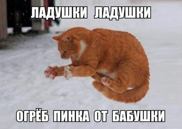 Мемы про животных