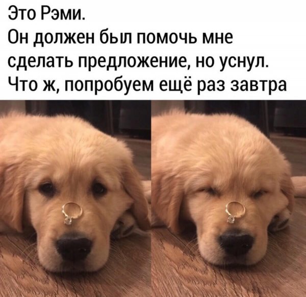 Мемы животные с надписями
