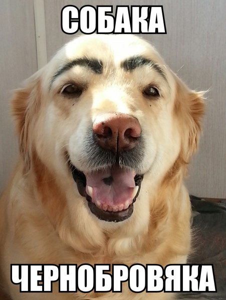 Мемы про собак