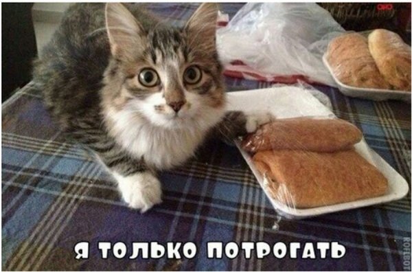 Мемы с животными и надписями